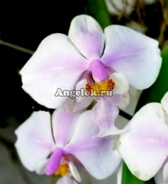 фото Фаленопсис Шиллера детка (P. schilleriana'MSH'(MC)) Тайвань от магазина магазина орхидей Ангелок