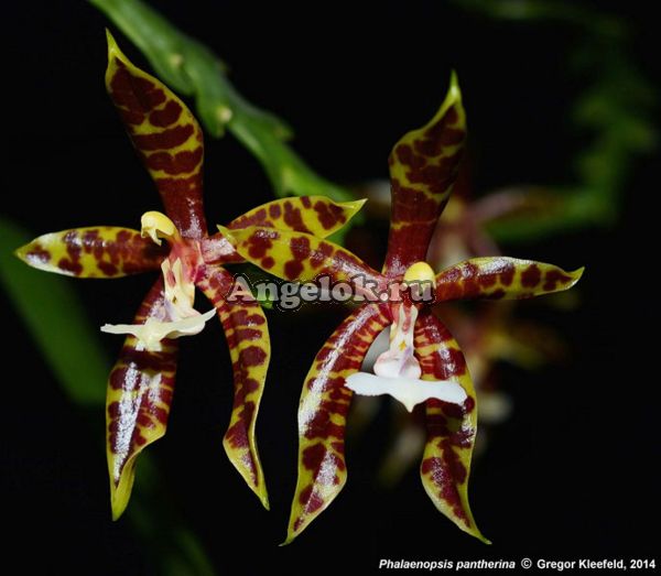 фото Фаленопсис Пантерина (Phalaenopsis pantherina) от магазина магазина орхидей Ангелок