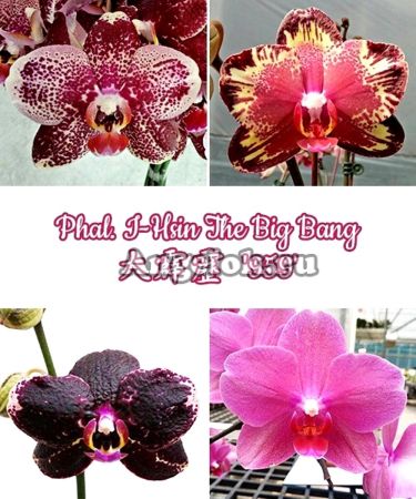 фото Фаленопсис Биг Бенг детка (Phalaenopsis I-Hsin The Big Bang) от магазина магазина орхидей Ангелок