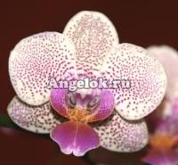 Фаленопсис мини (Phalaenopsis ) ph-07