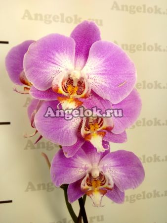 фото Фаленопсис (Phalaenopsis ) ph-13 от магазина магазина орхидей Ангелок