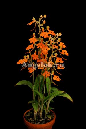 фото Хабенария (Habenaria rhodocheila Orange) от магазина магазина орхидей Ангелок