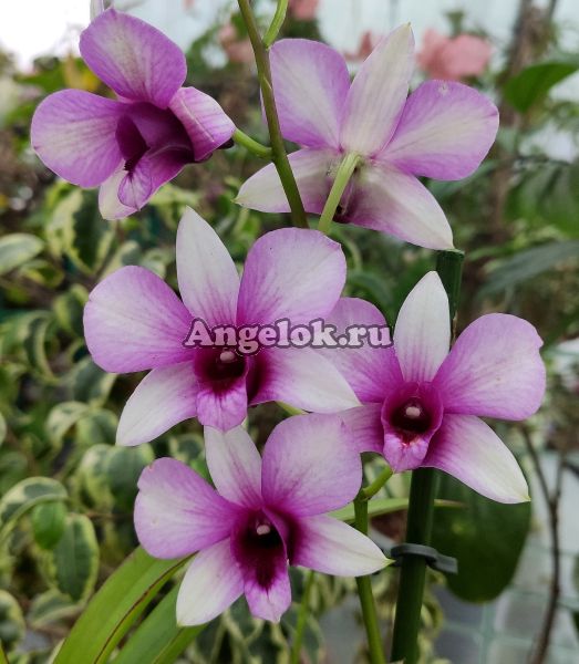 фото Дендробиум фаленопсис (Dendrobium Polar Fair) от магазина магазина орхидей Ангелок
