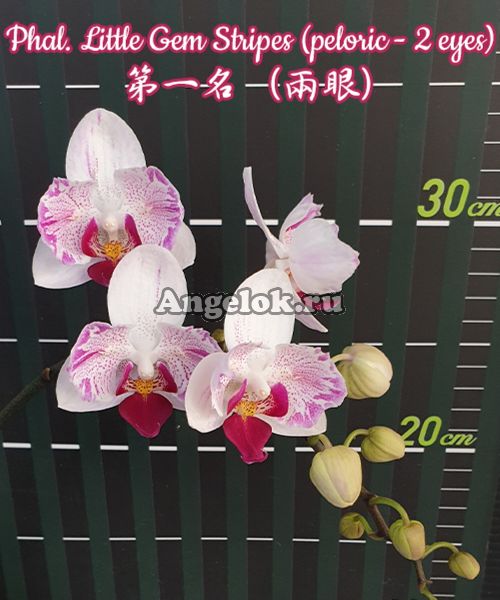 фото Фаленопсис пелорик (Phalaenopsis Little Gem Stripes (peloric - 2 eyes)) Тайвань от магазина магазина орхидей Ангелок