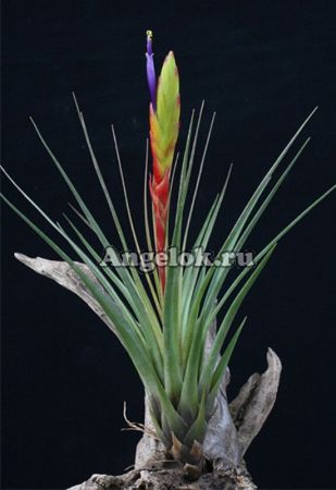 фото Тилландсия (Tillandsia Melanocrater) от магазина магазина орхидей Ангелок