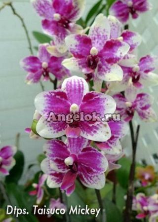 фото Фаленопсис Тайсуко Микки (Phalaenopsis Taisuco Micky) Тайвань от магазина магазина орхидей Ангелок