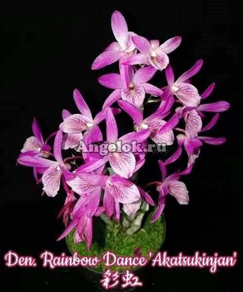фото Дендробиум (Den. Rainbow Dance 'Akatsukinjan') Тайвань от магазина магазина орхидей Ангелок