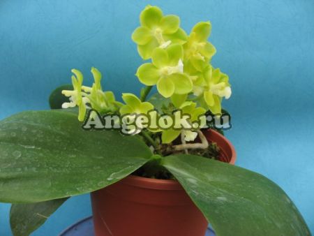 фото Фаленопсис (P.Gelbieber × mannii) от магазина магазина орхидей Ангелок
