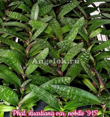 фото Фаленопсис Стюарта детка (Phalaenopsis stuartiana var. nobilis '915') Тайвань от магазина магазина орхидей Ангелок