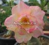 фото Адениум (Adenium obesum Pheom sub) от магазина магазина орхидей Ангелок