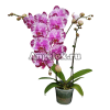 фото Фаленопсис Нью-Йорк (Phalaenopsis Younghome New York) Тайвань от магазина магазина орхидей Ангелок