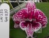 фото Фаленопсис Биг Лип (P. Sexy Venus “Blueberry”) Тайвань от магазина магазина орхидей Ангелок