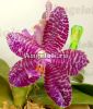 фото Фаленопсис (Phalaenopsis Mok Choui Yew x sib) Тайвань от магазина магазина орхидей Ангелок