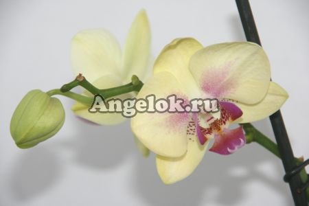 Фаленопсис (Phalaenopsis ) ph-03