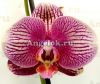 фото Фаленопсис Фантом (Phalaenopsis Phantom) от магазина магазина орхидей Ангелок