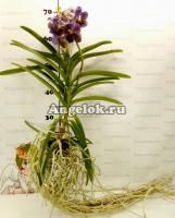 фото Ванда (Vanda Sunanda Jeff Leatham) пятнистая от магазина магазина орхидей Ангелок
