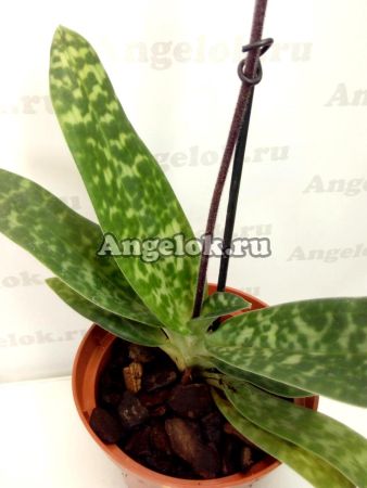 фото Пафиопедилум (Paphiopedilum callosum x sukhakulii) от магазина магазина орхидей Ангелок