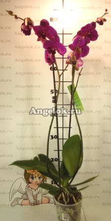 Фаленопсис (Phalaenopsis ) ph-18_1