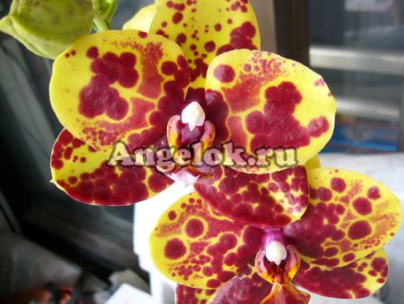 фото Фаленопсис (P.Haur Jin Princess) Тайвань от магазина магазина орхидей Ангелок