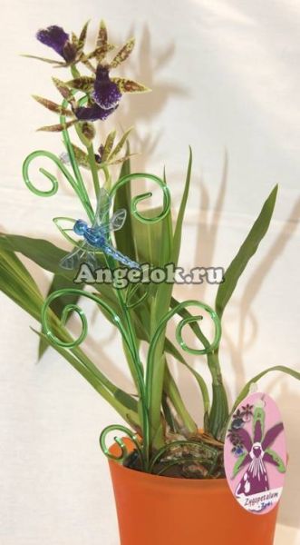 фото Опора пластиковая для орхидей "Стрекоза" от магазина магазина орхидей Ангелок