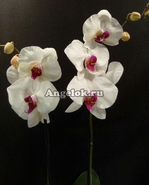 фото Фаленопсис Анкара (Phalaenopsis Ankara) от магазина магазина орхидей Ангелок