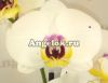 фото Фаленопсис (Phalaenopsis ) ph-10_1 от магазина магазина орхидей Ангелок