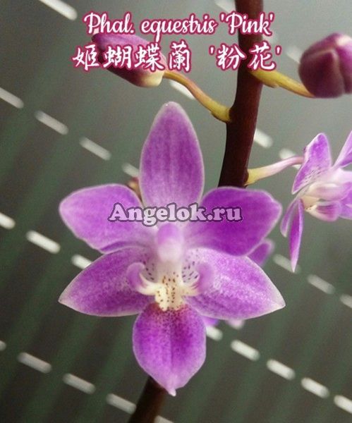 фото Фаленопсис Эквестрис (Phalaenopsis equestris 'Pink') Тайвань от магазина магазина орхидей Ангелок