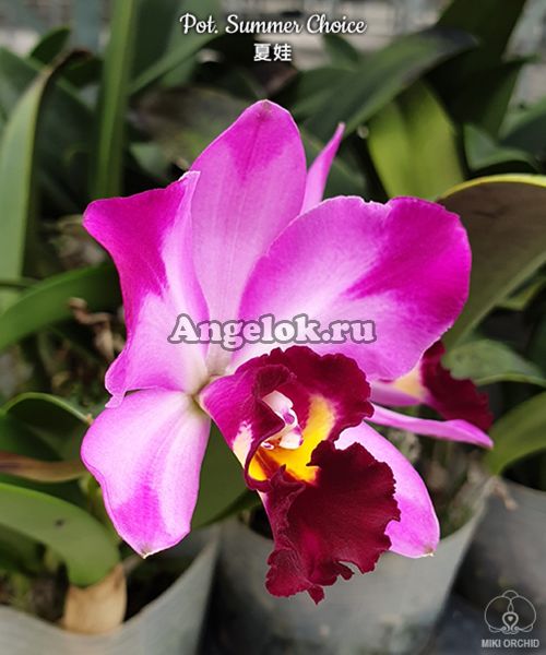 фото Каттлея (Pot. Summer Choice) Тайвань от магазина магазина орхидей Ангелок