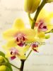 фото Фаленопсис (Phalaenopsis Spunky) от магазина магазина орхидей Ангелок