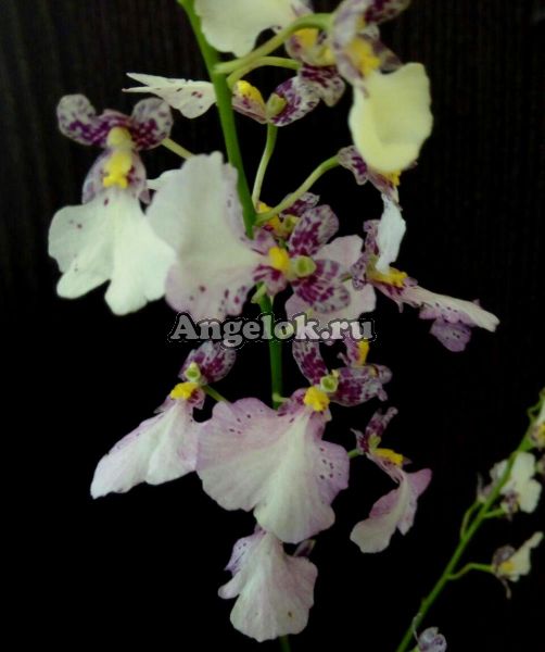 фото Онцидиум Попкорн (Ionocidium Popcorn 'Haruri') от магазина магазина орхидей Ангелок
