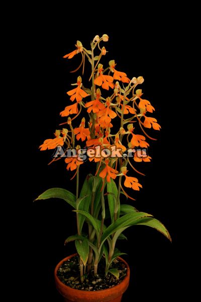 фото Хабенария (Habenaria rhodocheila Orange) от магазина магазина орхидей Ангелок