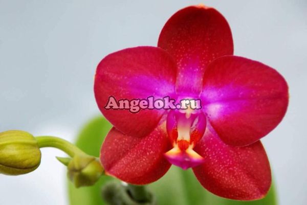 фото Фаленопсис (Phalaenopsis Lioulin Rose Bud) Тайвань от магазина магазина орхидей Ангелок