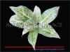 фото Аглаонема (Aglaonema White Tongnoppakul) от магазина магазина орхидей Ангелок