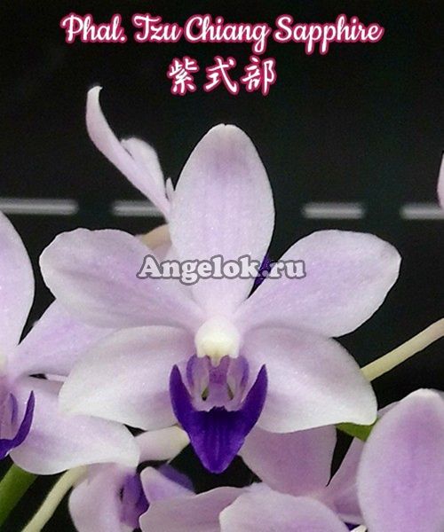фото Фаленопсис Сапфир (Phalaenopsis Tzu Chiang Sapphire) Тайвань от магазина магазина орхидей Ангелок