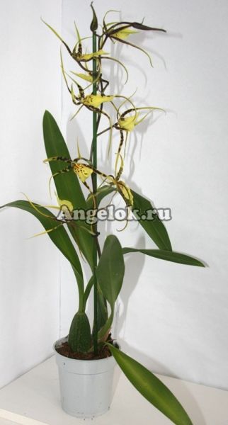 фото Камбрия (Brassidium Guilded Urchin) от магазина магазина орхидей Ангелок