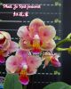 фото Фаленопсис (Phalaenopsis Jc Red Peacock) Тайвань от магазина магазина орхидей Ангелок