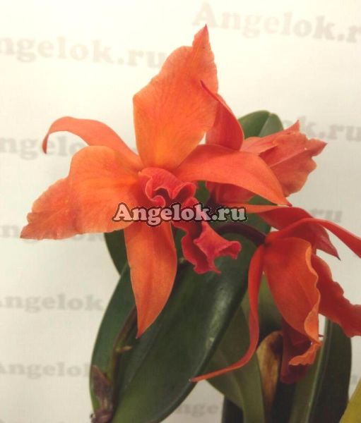фото Каттлея (Cattleya) cat-04_2 от магазина магазина орхидей Ангелок