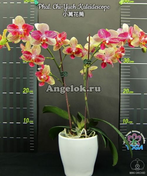 фото Фаленопсис бабочка Калейдоскоп (Phalaenopsis Chi-Yueh Kaleidescope) Тайвань от магазина магазина орхидей Ангелок