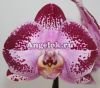 Фаленопсис (Dtps Jiuhbao ‘Fairy’)