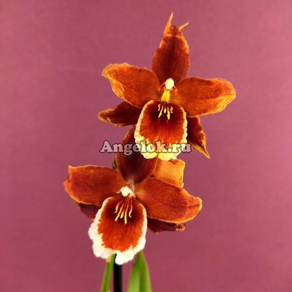 фото Камбрия (Odontioda Stirbic Orange) от магазина магазина орхидей Ангелок