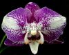 фото Фаленопсис (Phalaenopsis Brazil '54262') от магазина магазина орхидей Ангелок