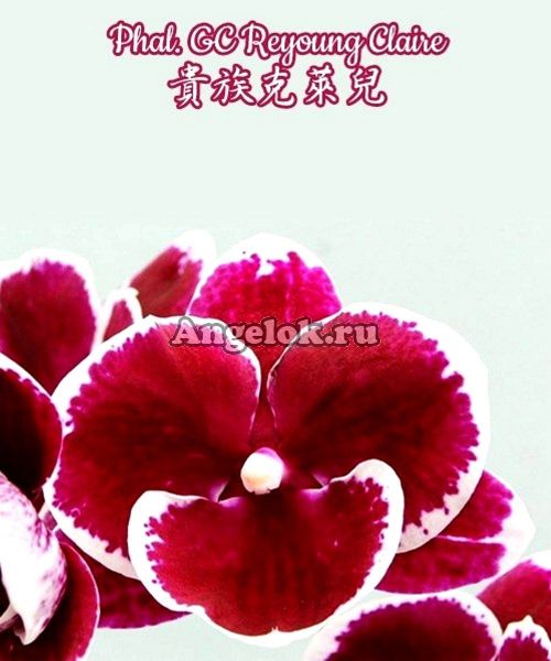 фото Фаленопсис Биг Лип детка (Phalaenopsis GC Reyoung Claire) Тайвань от магазина магазина орхидей Ангелок