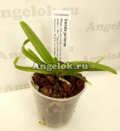 фото Ванда Хавьера (Vanda javierae) детка от магазина магазина орхидей Ангелок