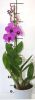 Дендробиум фаленопсис (Dendrobium Pink Party)