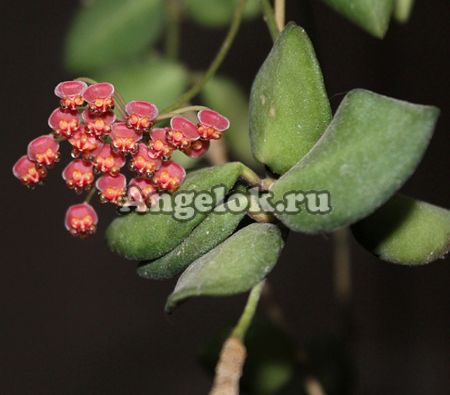 фото Хойя Тсанги (Hoya Tsangii) черенок от магазина магазина орхидей Ангелок