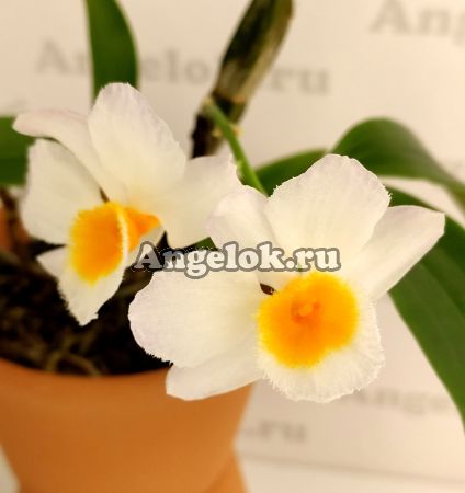 фото Дендробиум Фармера (Dendrobium farmeri) от магазина магазина орхидей Ангелок