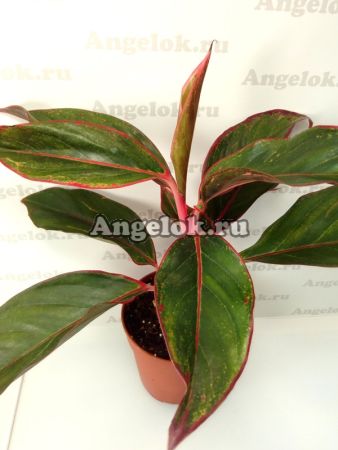 фото Аглаонема (Aglaonema Siam Aurora) от магазина магазина орхидей Ангелок