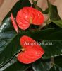 фото Антуриум Андрэ Миссури (Anthurium Andreanum Missouri) оранжевый от магазина магазина орхидей Ангелок