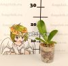 Фаленопсис Люддеманна (Phalaenopsis lueddemanniana)