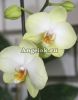 Фаленопсис (Phalaenopsis Golden Jaguar)